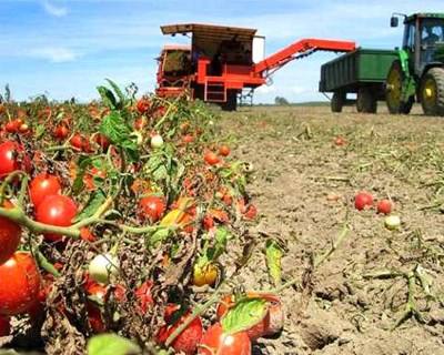 Tomate, pêssego e maçã com bons índices na produção