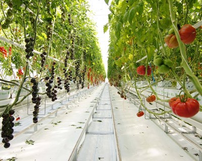 Tomato Vision é o novo centro de I&D Syngenta para acelerar a inovação na cultura do tomate