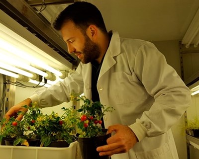 TomaZinco: A produção de tomate biofortificado em zinco