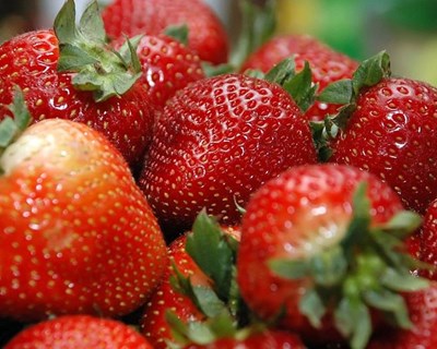 ​Toneladas de morango de São Pedro do Velho, em Mirandela, podem ficar nas plantas