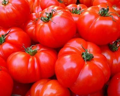Transformação de tomate: conheça as regras dos contratos para 2017
