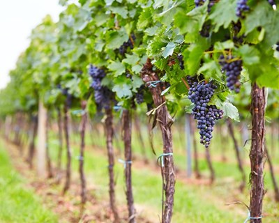 Trás-os-Montes concentra 40% da área de vinhas biológicas