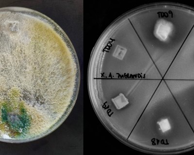 Trichoderma, um aliado da agricultura sustentável que é muito mais que um agente de controlo biológico - bibliografia