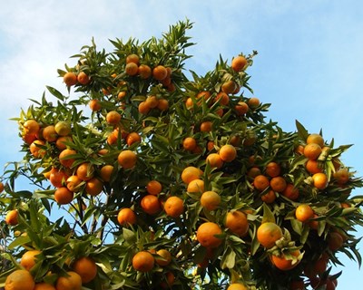 Trioza erytreae: ciclo de vida e estragos em árvores de citrinos