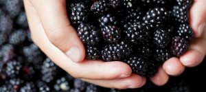 U.E.: Metade das despesas das O.P. de frutas e legumes destina-se a investimentos na comercialização e ações ambientais