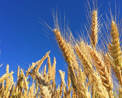 UE acorda quota de importação a taxa zero de cereais e outros produtos agrícolas da Ucrânia