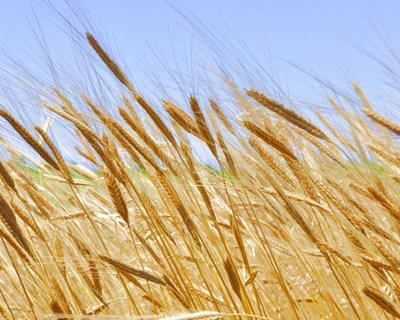 UE atualiza catálogo comum de variedades de espécies agrícolas