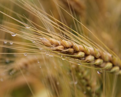 UE aumenta exportações de trigo
