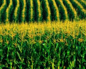 UE aumenta taxa de importação para milho, sorgo e centeio