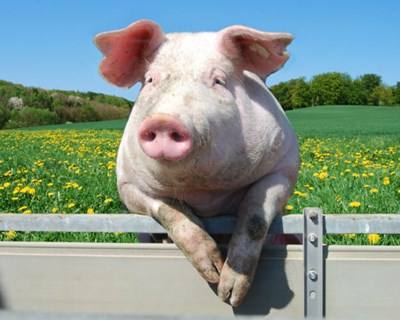 UE: consumo de carne de porco aumenta mais de 1kg nos últimos dois anos