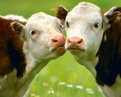 UE debate clonagem de animais para produção de alimentos