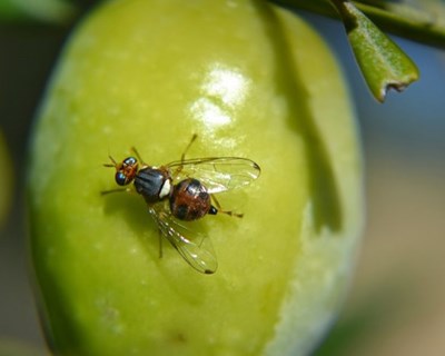 UÉ desenvolve novos dispositivos para combater a mosca-da-azeitona