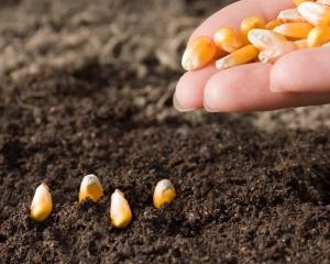 UE: Estados-membro poderão proibir cultivo de OGM