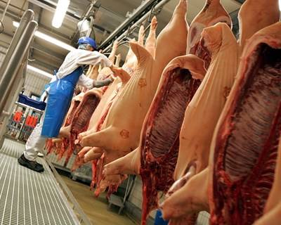 UE: exportações de carne de porco sobem 26%