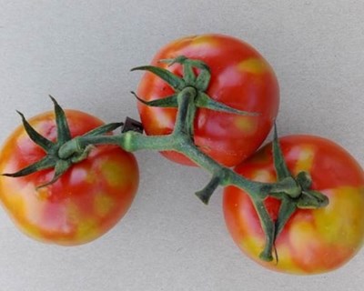 UE implementa medidas de emergência contra o vírus do fruto rugoso castanho do tomateiro