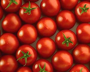 UE: Importação de Tomate de Marroquino aumenta