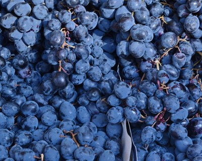 UE: Portugal é o único Estado-Membro em que a produção de vinho vai aumentar