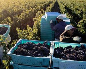 UE: Produção de Vinho desce 10% esta campanha