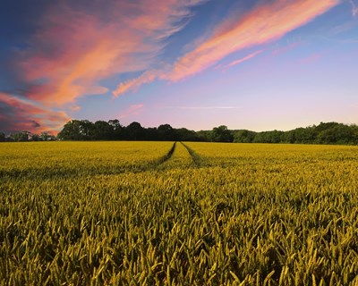 UE publica relatório das perspectivas agrícolas para os próximos 10 anos