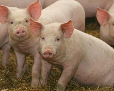 UE volta a bater recordes na exportação de carne de porco