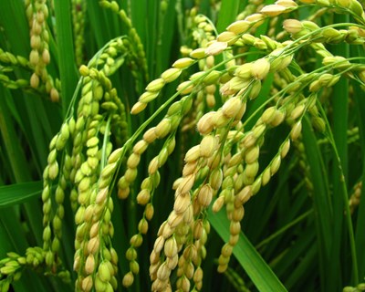 Uma nova luz no processo de floração do arroz