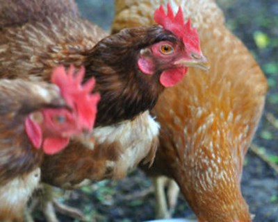 União Europeia em alerta para novos surtos de gripe aviária