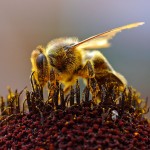 União Europeia proíbe o uso de pesticidas nocivos a abelhas