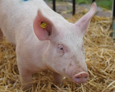 Universidade de Évora investiga seleção genética de suínos para melhoria da qualidade dos produtos