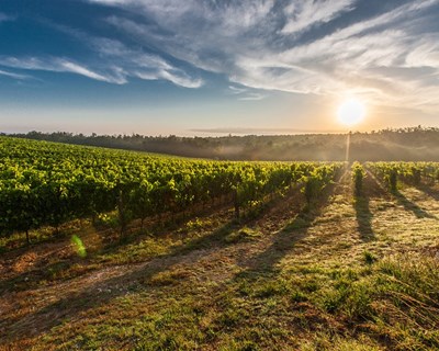 Usar água da chuva e capturar CO2: como se combatem as alterações climáticas na indústria do vinho?