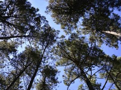 UTAD alerta para delapidação das florestas portuguesas