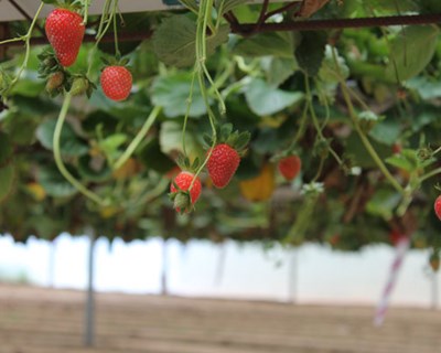 V. N. de Famalicão vai promover entrada de novos agricultores na Região