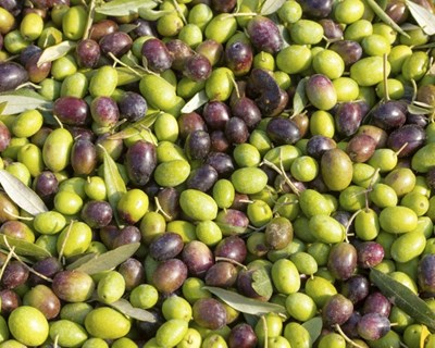 Valpaços recebe Feira Nacional de Olivicultura