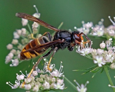 Vespa velutina: Governo defende que o plano de controlo está a resultar, veterinários colocam plano em causa