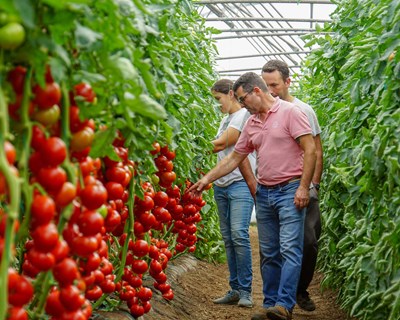 Vilmorin Iberica apresenta nova variedade de tomate rama exclusiva para Portugal