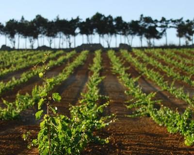 Viticultura: Região de Lisboa com ano histórico