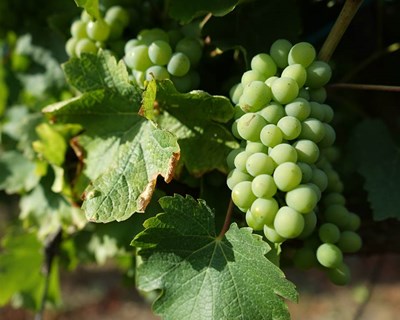 Vinhos de Alcobaça premiados no mais prestigiado concurso mundial de viticultura