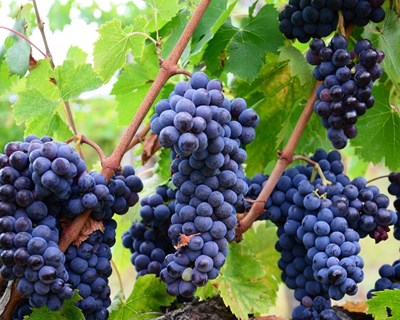 Vinhos do Alentejo crescem 28% na exportação