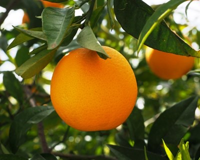 Vírus da tristeza dos citrinos: medidas preventivas