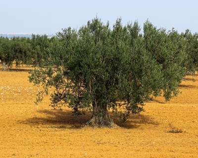 Vírus de plantas para combater a gafa da oliveira