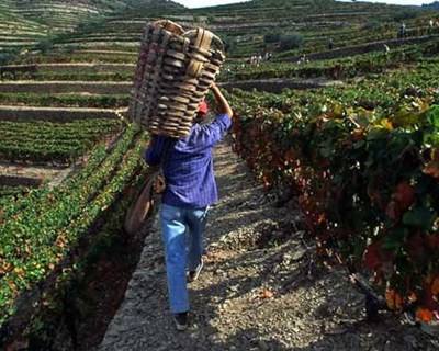 Viticultores do Douro não sabem o preço a que vendem as uvas