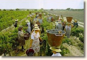 Viticultores do Douro temem o caos na vindima por causa das facturas