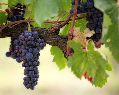 VitiVino 2022 reúne fileira da vinha e do vinho em Palmela a 23 e 24 de novembro