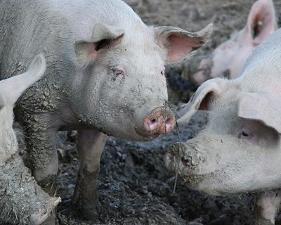Volume de negócios da fileira da carne de porco atinge os 911 milhões de euros no 1º semestre