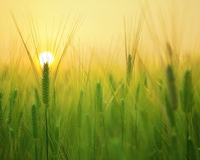 Webinar: Agricultura de baixo carbono
