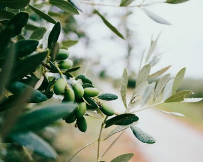 Webinar "Novas opções para aumentar a resiliência da oliveira"