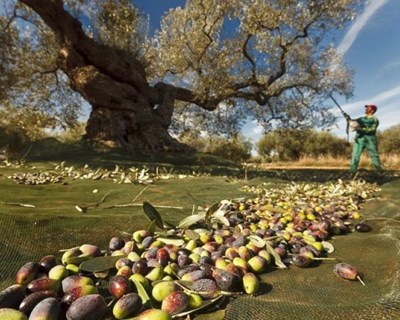 Webinar "Poda de formação para olival tradicional"