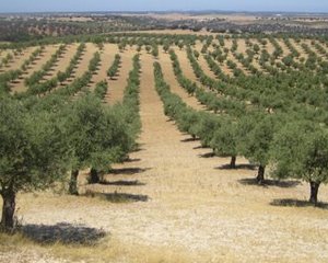Workshop “Boas Práticas Agroambientais na fileira do azeite”