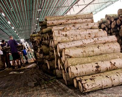 Workshop de Produção de Cogumelos em Tronco em Amarante