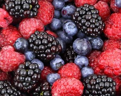 Workshop de "Transformação de Pequenos Frutos" em Vieira do Minho