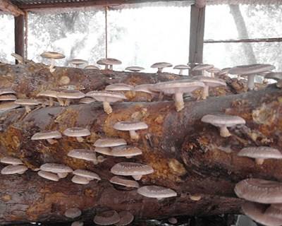 Maia recebe Workshop de Produção de Cogumelos Shiitake em Troncos de Madeira